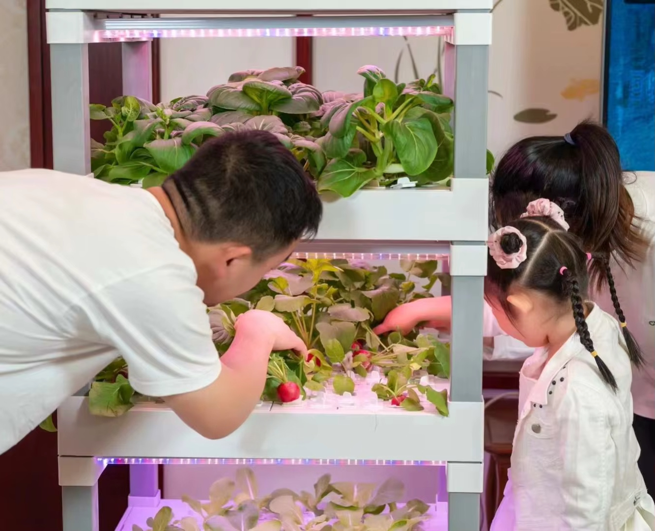 nt China Hydrokultur Grow Box  – Home Automation Systems Diy recenzja i cena
